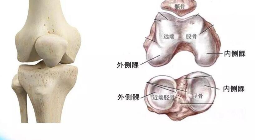 《支付宝》蚂蚁庄园9月2日-人体最大、结构最复杂的关节是？