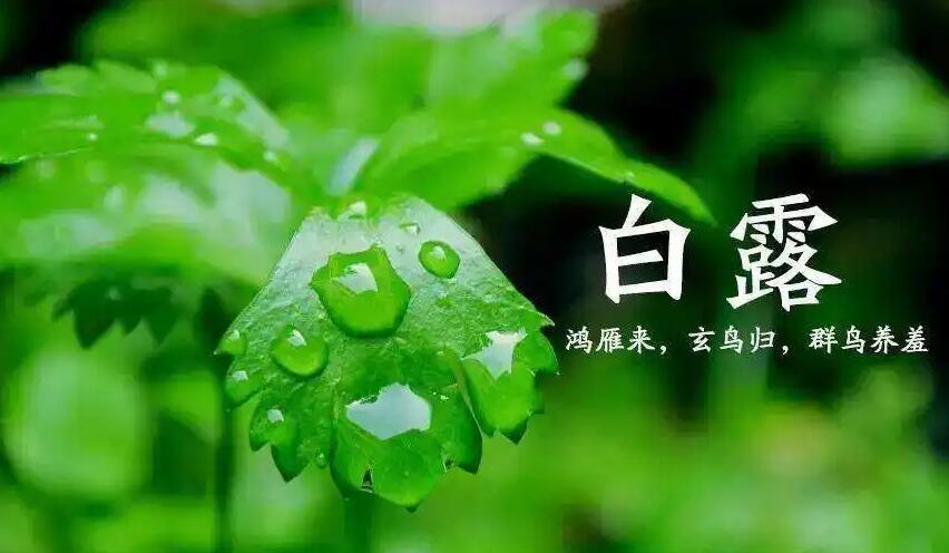 《支付宝》蚂蚁庄园9月8日-白露时节,哪种植物开始收获？