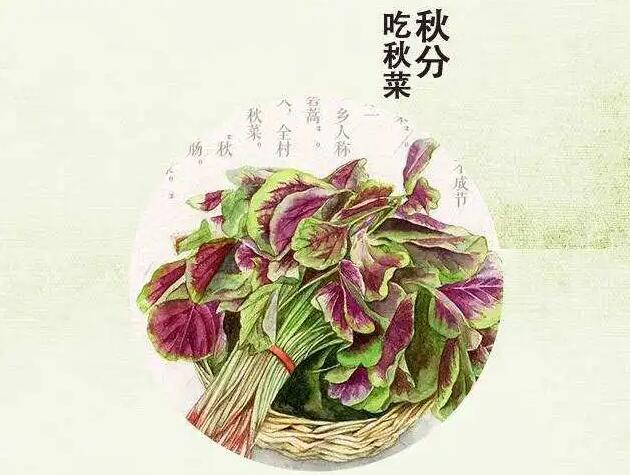 《支付宝》蚂蚁庄园9月23日：俗话说“秋分吃秋菜”,“秋菜”通常指的是？